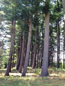 Michigan State U campus 2