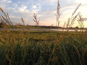 Atlantic salt marsh